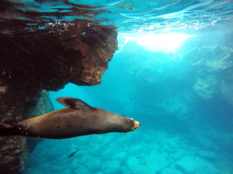 Galapagos-Fur-Seal-002-scaled