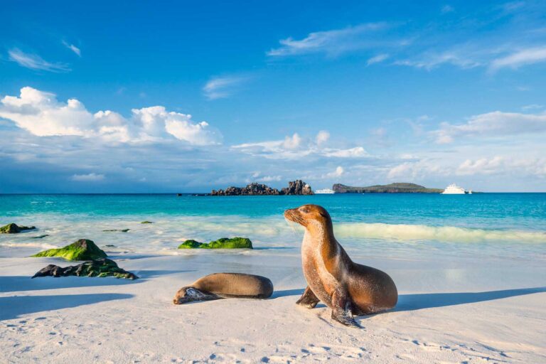 Galapagos sea lion (Zalophus wollebaeki) at the beach of Espanola island